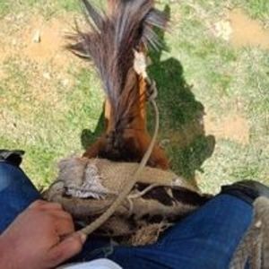 Meet your Posher, Wilson